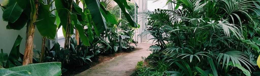 photography-of-pathway-surrounded-by-plants-1.jpg